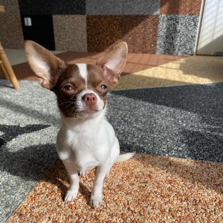 Kamenný koberec je vhodný i pro Vaše čtyřnohé kamarády 🐕. Přijďte se i s nimi podívat do naší vzorkovny všichni jste...